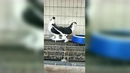 爆料娱乐圈大雁  第1张