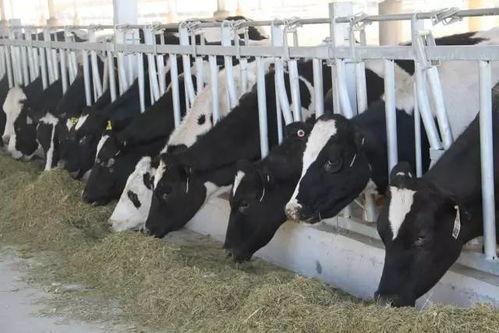 奶牛在线观看  第3张